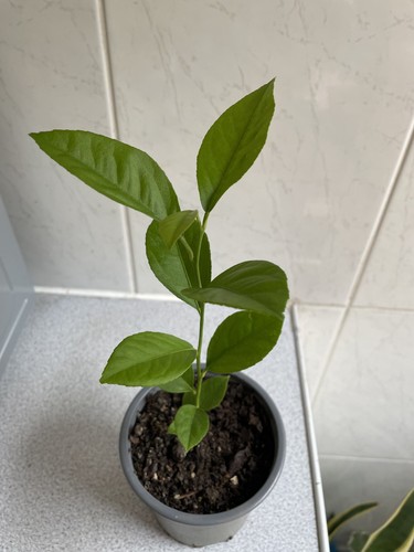 Organic young lemon - tree, plant