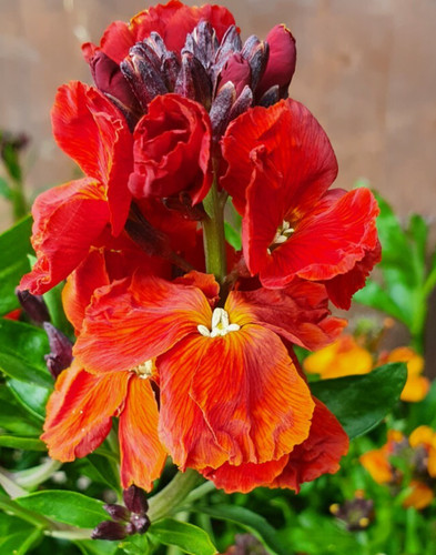 Wallflower erysimum orange - ,
