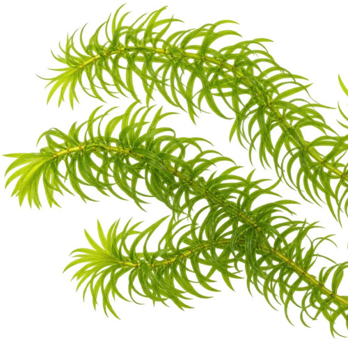 Elodea densa egeria - densa, /