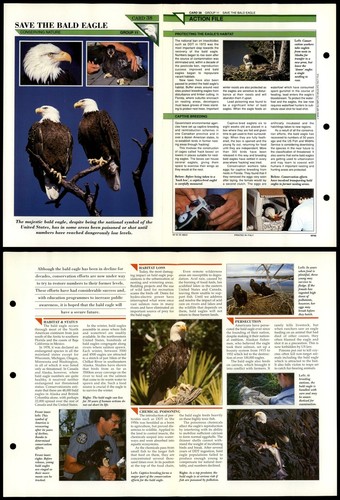 Save the bald - the, eagle