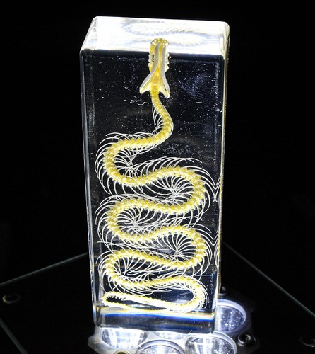 Real water snake skeleton - skeleton, in