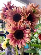 Sunflower F1 Ruby Eclipse