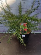 Grevillea ' Olympic Flame' -
