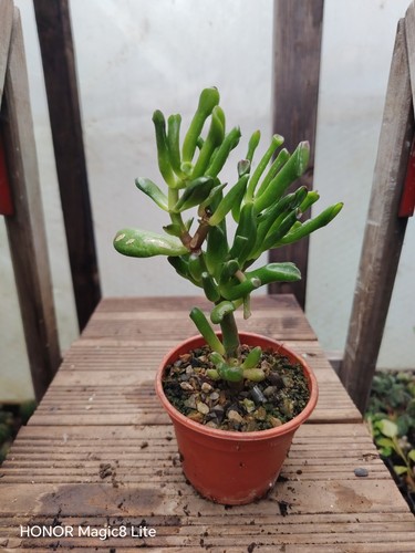 Crassula ovata gollum - crassula, 'gollum',