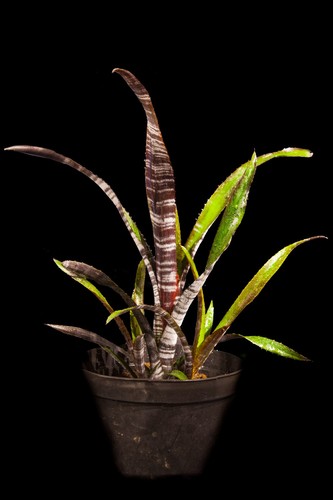 Bromeliad billbergia darth - bromeliad, "darth