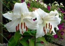 3 CASA BLANCA ORIENTAL LILY