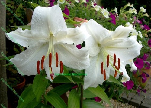 Casa blanca oriental lily - blanca,