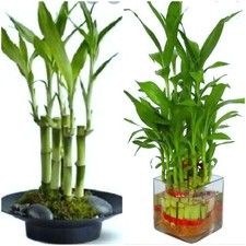 7 Lucky Bamboo Plant 4"