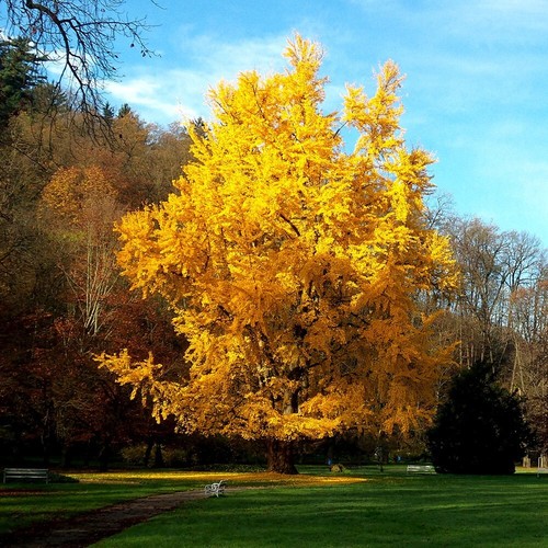 Maidenhair tree conifer - maidenhair,