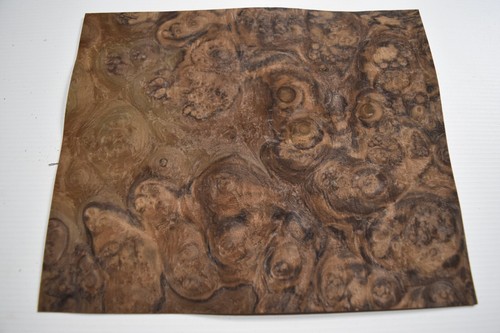 Walnut burr burl real wood - /,