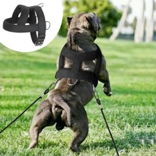 Large Dog Weight Pulling
