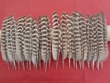 40 Hen Pheasant Wing Quill