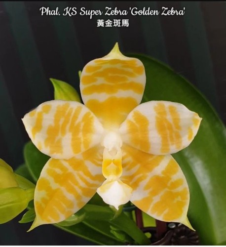 Phalaenopsis super zebra - phalaenopsis,