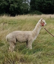 New Henry's White Huacaya