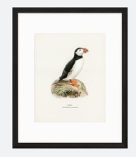 Vintage Puffin Print, Sea Bird Wall Art or Antique Illustration