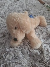 Russ Shining Stars Labrador