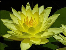 Nymphaea joey tomocik water - nymphaea, tomocik"