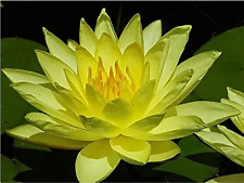 Nymphaea "Joey Tomocik" Water Lily Pond Plant