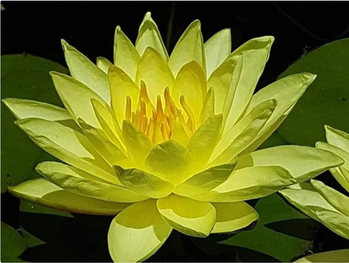 Nymphaea joey tomocik water - "joey,