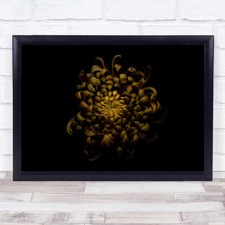 Chrysanthemum Dark Yellow