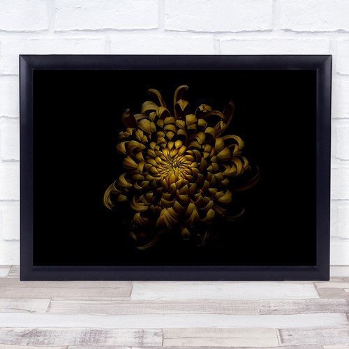 Chrysanthemum dark yellow - chrysanthemum,