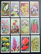 WILLS 12 ANTIQUE 1923