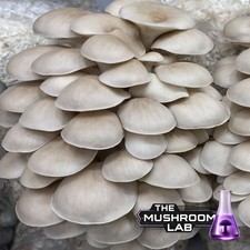 Princess Pearl Oyster Liquid