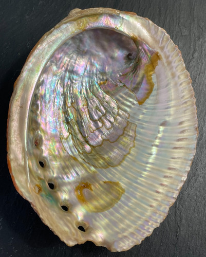 Vintage iridescent abalone - vintage,