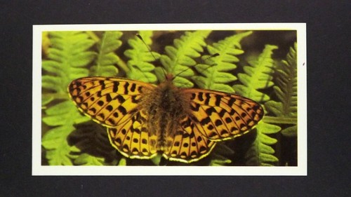 Grandee cigar card - 1,