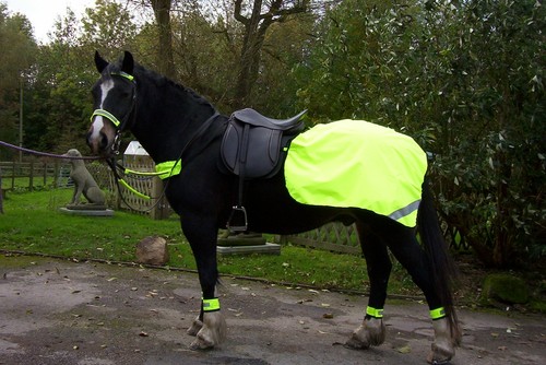 Viz yellow horse - yellow, quarter