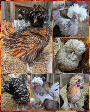 6 x Polish Frizzle / Smooth mixed Colour Eggs
