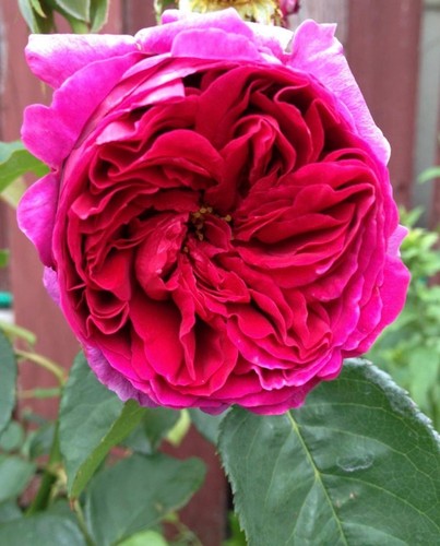 Othello deep crimson - deep, crimson-