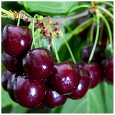 Van Cherry Tree 4-5ft tall, Large, Dark Red, Sweet & Juicy Cherries