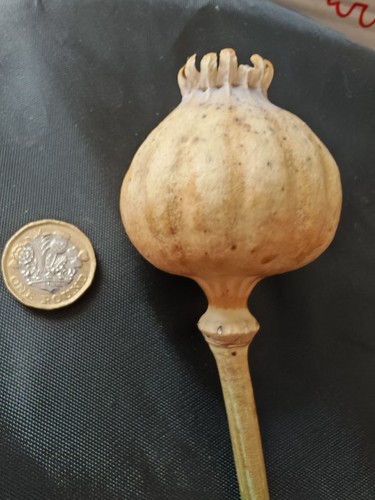 Giant poppy seeds 100 - poppy,