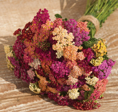 Achillea colorado mixed - colorado,