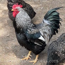 Double silver laced - (10+),