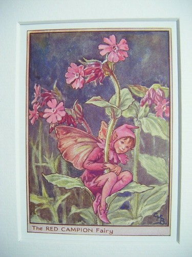 Red campion fairy vintage - red,