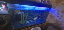 4ft Fish Tank with Cabinet