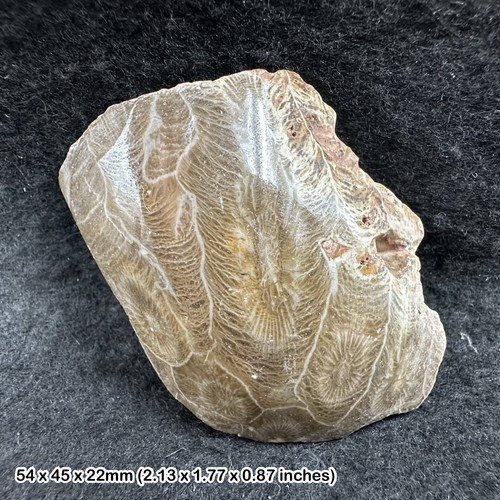 Hexagonia polished coral - hexagonia,