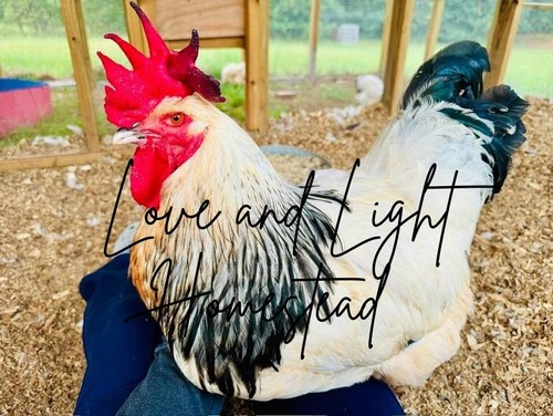 Light sussex chicken - 8,
