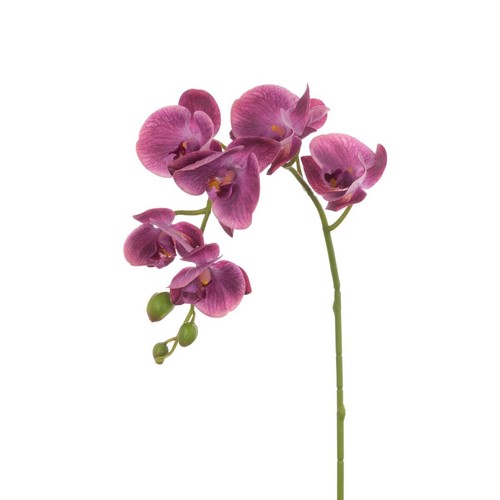 Orchid phalaenopsis flower - phalaenopsis,