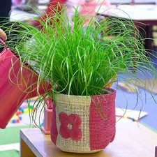 Cyperus zumula 20 30cm - cyperus, |