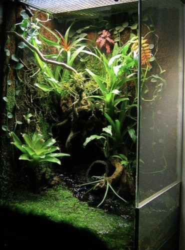 Terrarium decor kit - terrarium, (large)