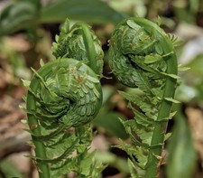 Ostrich Fern Matteucia