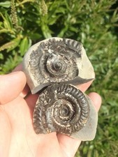 HILDOCERAS bifrons Ammonite