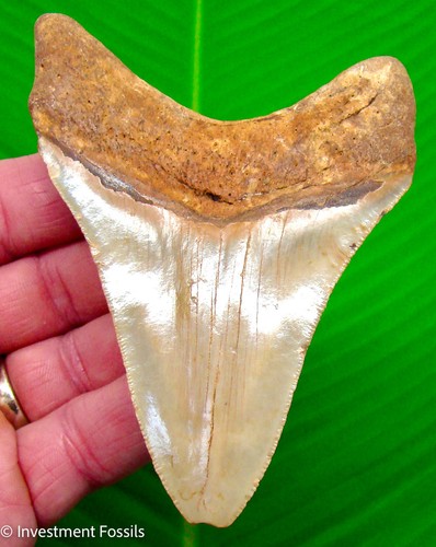 Megalodon shark tooth - shark, 4.40”