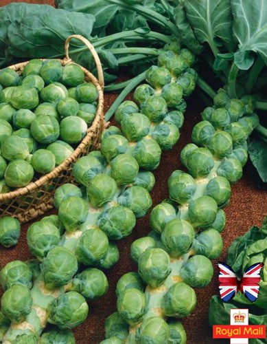 Brussels sprout 100 seeds - brussels,
