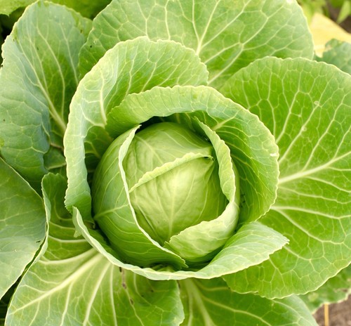 Cabbage golden acre 500x - -,