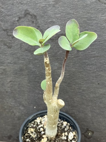 Othonna triplinervia caudex - othonna,