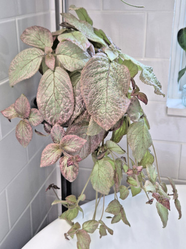 New the episcia - episcia, flame